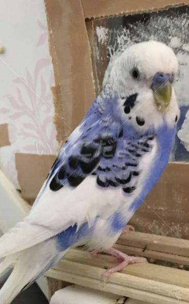 迷子鳥の画像