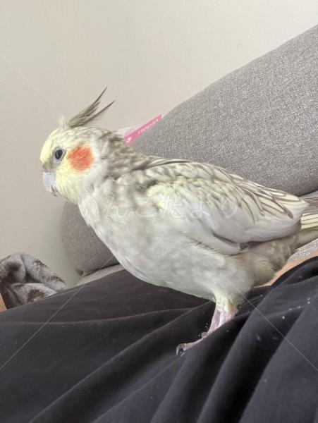 迷子鳥の画像