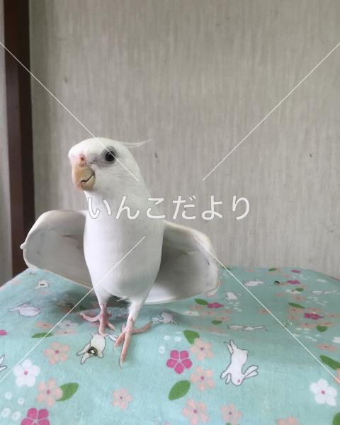 京都市でオカメインコアルビノ 白 が迷子になりました 迷子鳥 Maigo