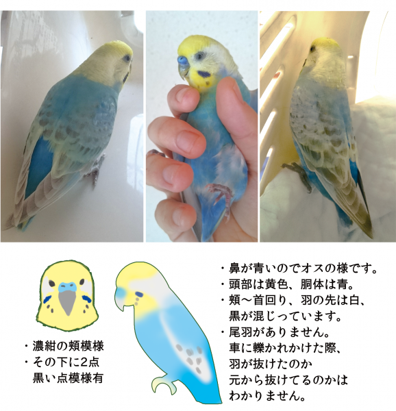 保護鳥の写真