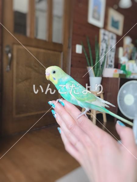 迷い鳥の写真