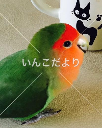 大阪府交野市でコザクラインコ 体は緑 顔が赤い 迷子 迷子鳥 Maigo