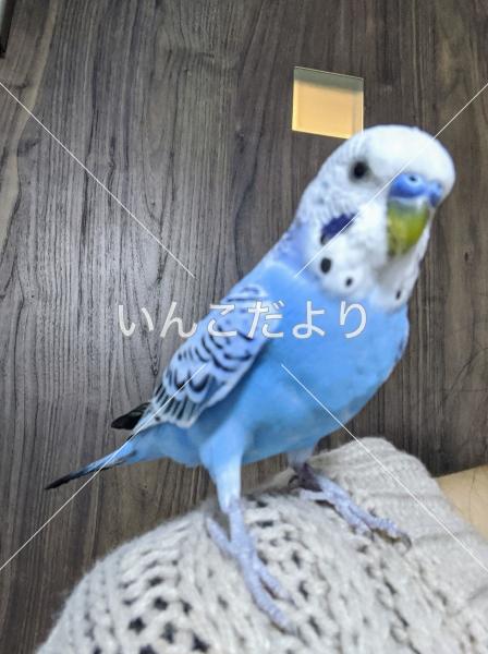 青いセキセイインコさん オス を保護しました 年3月1日東京都府中市 保護鳥 Hogo
