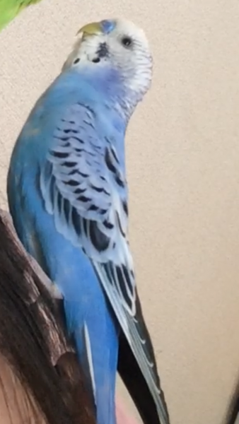 愛知県で青色のセキセイインコが迷子になりました 迷子鳥 Maigo いんこだより