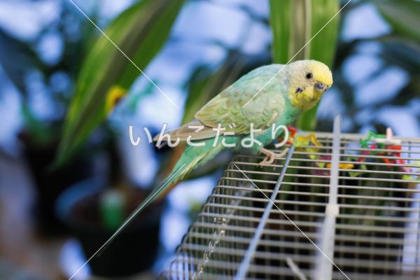 保護鳥の写真