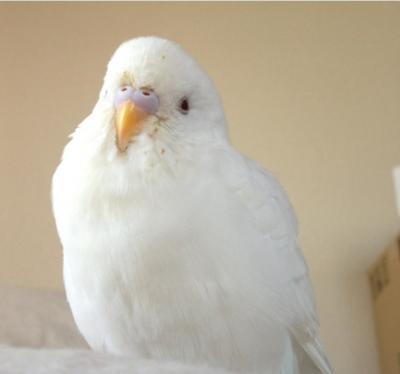 白いセキセイインコ 迷子鳥 Maigo 749