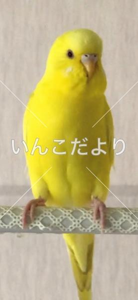 熊本市中央区でセキセイインコが迷子になりました 迷子鳥 Maigo