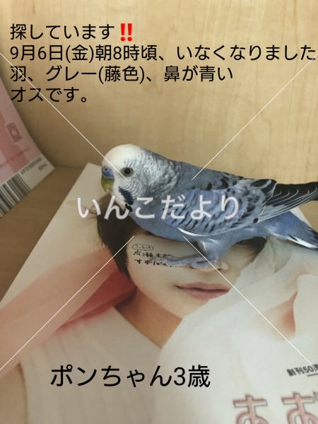 迷い鳥の写真