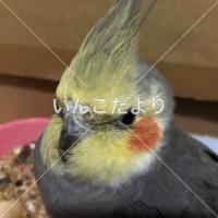 保護鳥の写真