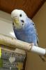 ユーザー ナナコ青い鳥 の写真