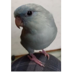 サザナミインコ