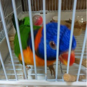 ゴシキセイガイインコ