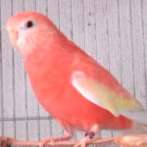 アキクサインコ