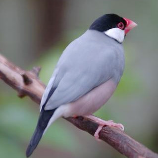 文鳥