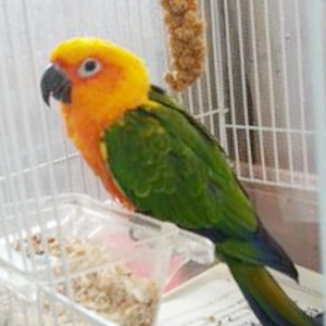 コガネメキシコインコ