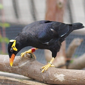 キュウカンチョウ