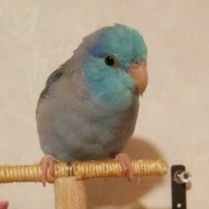 マメルリハインコ