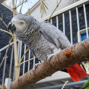 ヨウム