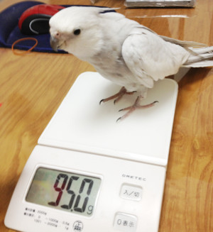 オカメインコの体重チェック