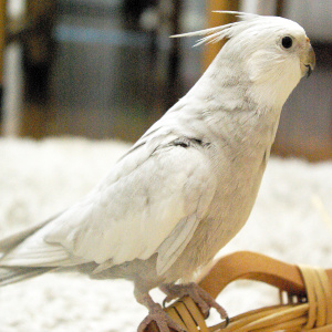 オカメインコの健康チェック