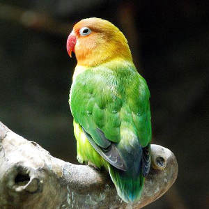 ボタンインコ