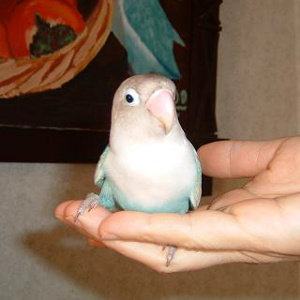 ボタンインコ