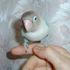ボタンインコ