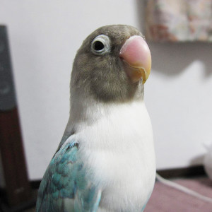 ボタンインコ