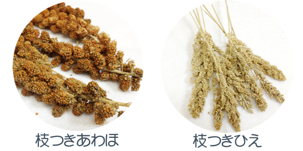 枝つきあわほ・枝つきひえ