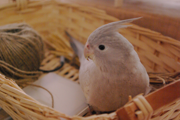 インコの飼い方