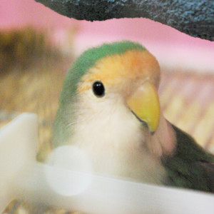 コザクラインコ