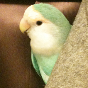 コザクラインコ