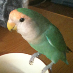 コザクラインコ