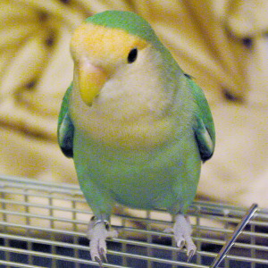 コザクラインコ