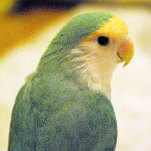 コザクラインコ