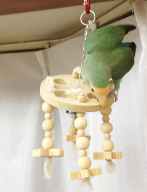 コザクラインコおもちゃで遊ぶ