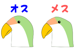 コザクラインコの性別の見分け方