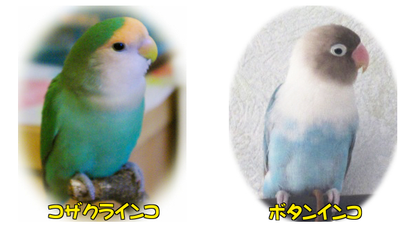 コザクラインコとボタンインコ