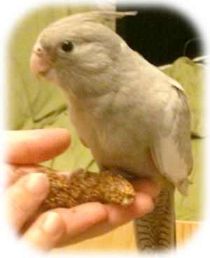 オカメインコ""