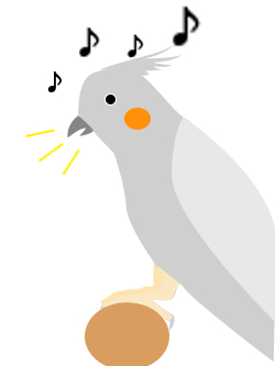 オカメインコはお歌好き
