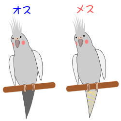 オカメインコのオスとメス