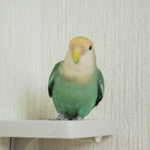 コザクラインコの放鳥