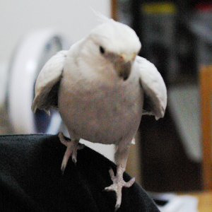 オカメインコの放鳥