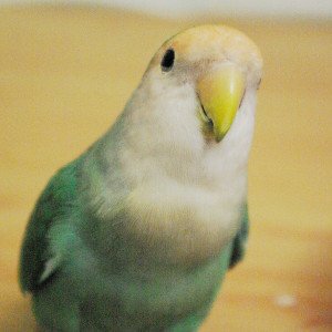 コザクラインコ