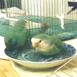 コザクラインコの水浴び