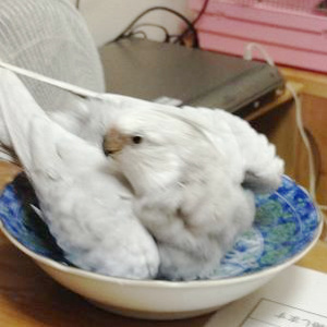 オカメインコの水浴び