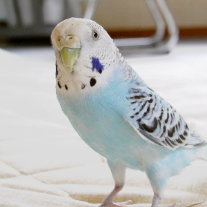 セキセイインコの放鳥