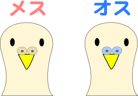セキセイインコの性別の見分け方