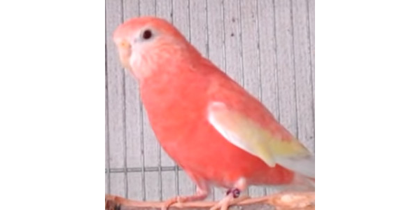 アキクサインコ