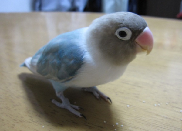 ボタンインコ